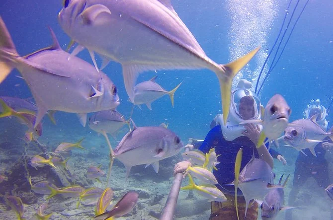 Sea Trek Helmtauchen im Coral World